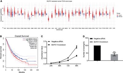 BAP31 Regulates Wnt Signaling to Modulate Cell Migration in Lung Cancer